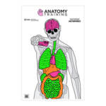 ACTION TGT ANATOMY TRNG 100PK